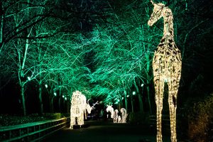 tube-uk-Lights-and-Lanterns-Chester-Zoo-2023-Zoo-Photo-credit-Kat-Gollock-620x330-1-300x200.jpg